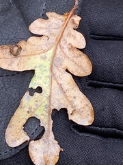 Cynips quercusfolii