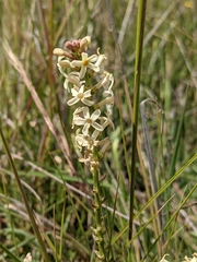Stackhousia subterranea