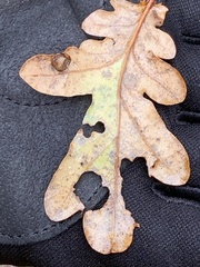 Cynips quercusfolii