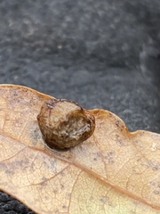 Cynips quercusfolii