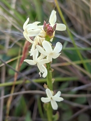 Stackhousia subterranea