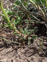 Stackhousia subterranea
