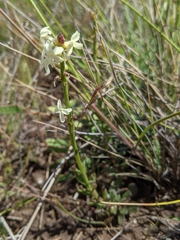 Stackhousia subterranea