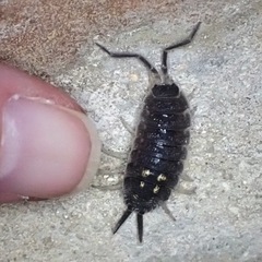 Porcellio ornatus