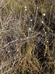 Eriocaulon decangulare image