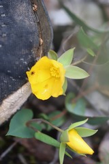 Hibbertia amplexicaulis