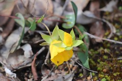 Hibbertia amplexicaulis