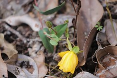 Hibbertia amplexicaulis