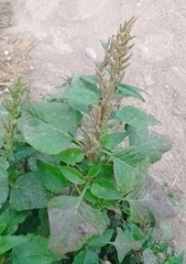 Amaranthus dubius