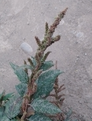 Amaranthus dubius