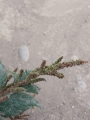 Amaranthus dubius