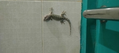 Gekko gecko