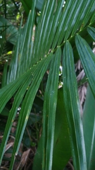 Calamus radicalis