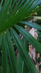 Calamus radicalis