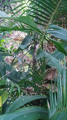 Calamus radicalis
