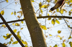 Sphyrapicus ruber ruber