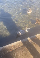 Anas platyrhynchos domesticus