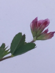 Trifolium bifidum