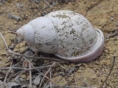 Porphyrobaphe iostoma