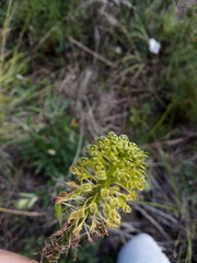 Malaxis elliptica