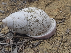 Porphyrobaphe iostoma