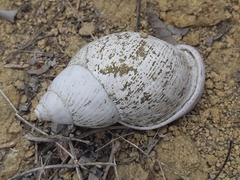 Porphyrobaphe iostoma