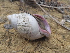 Porphyrobaphe iostoma