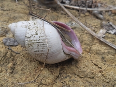 Porphyrobaphe iostoma