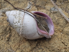 Porphyrobaphe iostoma