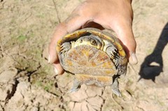 Kinosternon arizonense