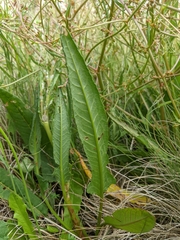 Rumex dumosus