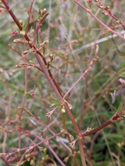 Rumex dumosus