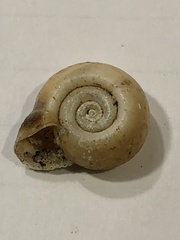 Planorbella campanulata