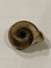 Planorbella campanulata
