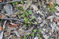 Goodenia rotundifolia