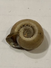 Planorbella campanulata