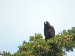 Geranoaetus albicaudatus