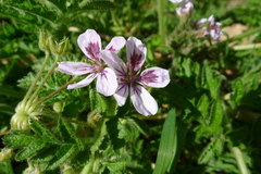 Erodium tordylioides