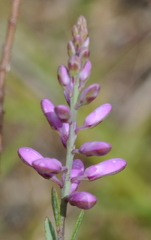 Comesperma polygaloides
