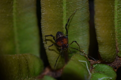 Neogonyleptes docilis