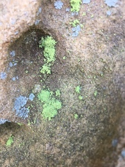 Psilolechia