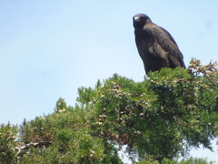 Geranoaetus albicaudatus