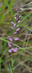Comesperma polygaloides