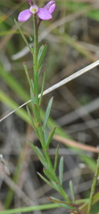 Comesperma polygaloides