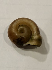 Planorbella campanulata