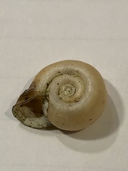 Planorbella campanulata