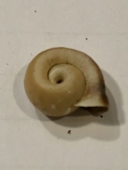 Planorbella campanulata