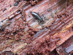 Metresura pygmaea