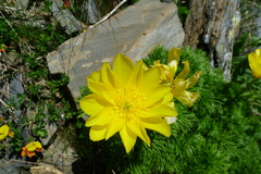 Adonis pyrenaica