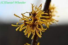 Hamamelis vernalis